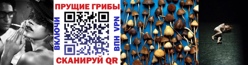 купить закладку  Королёв  Галлюциногенные грибы Psilocybine cubensis 